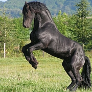 Lilou