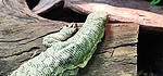 le crocodile contre le dragon de comodo