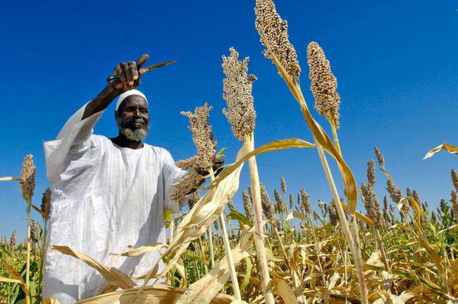agriculteur-afrique-champ-ble